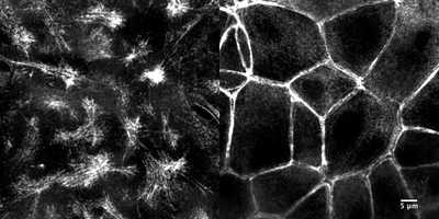 Cell line media