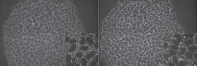 Cell line media