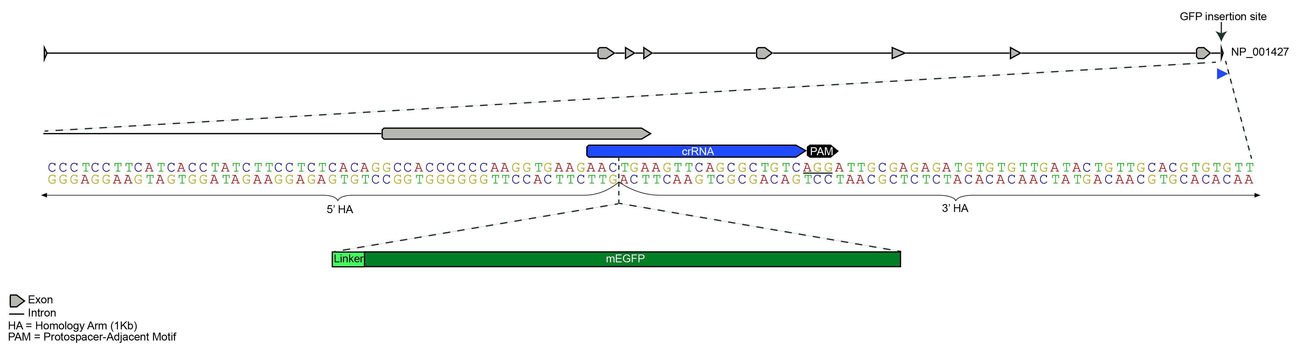 mEGFP Insert