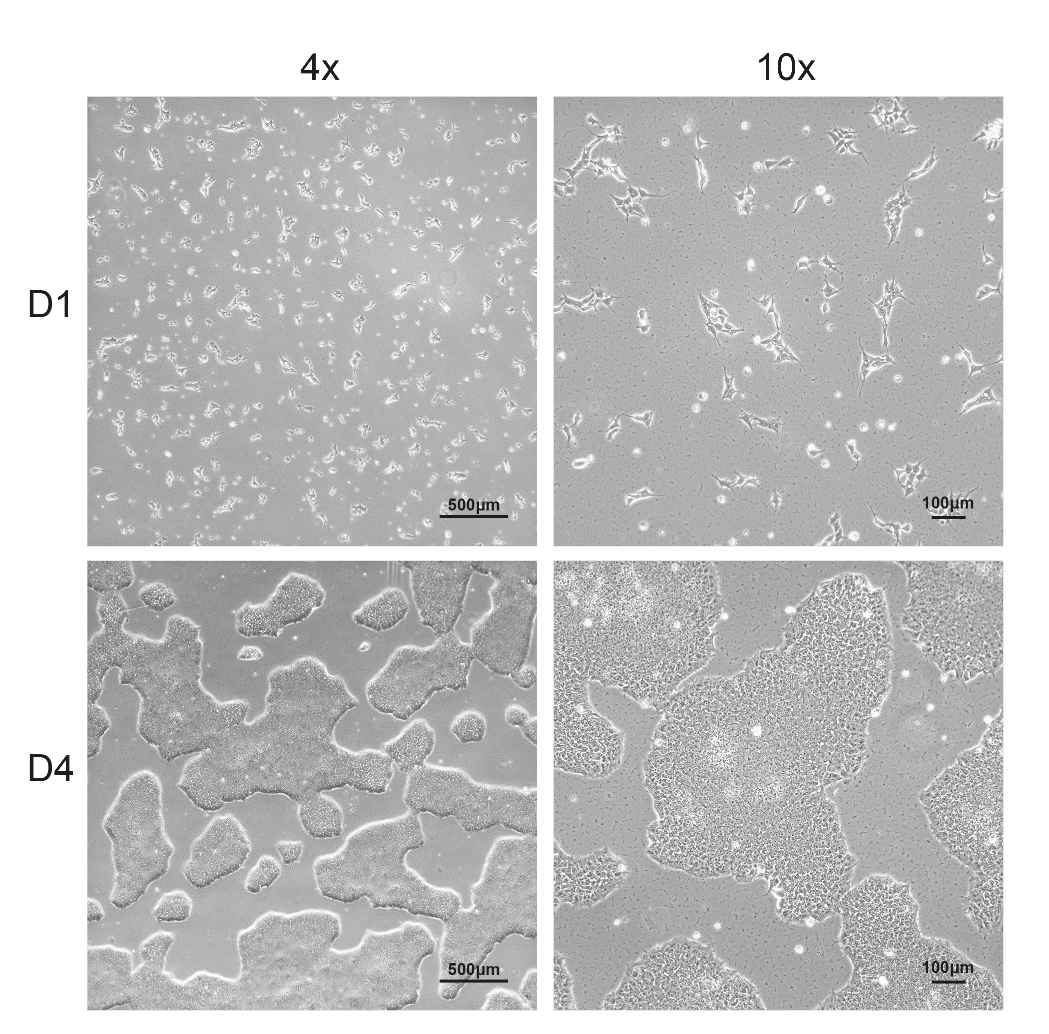 Cell line media