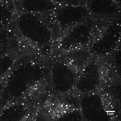 Cell line media