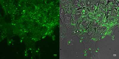 Cell line media