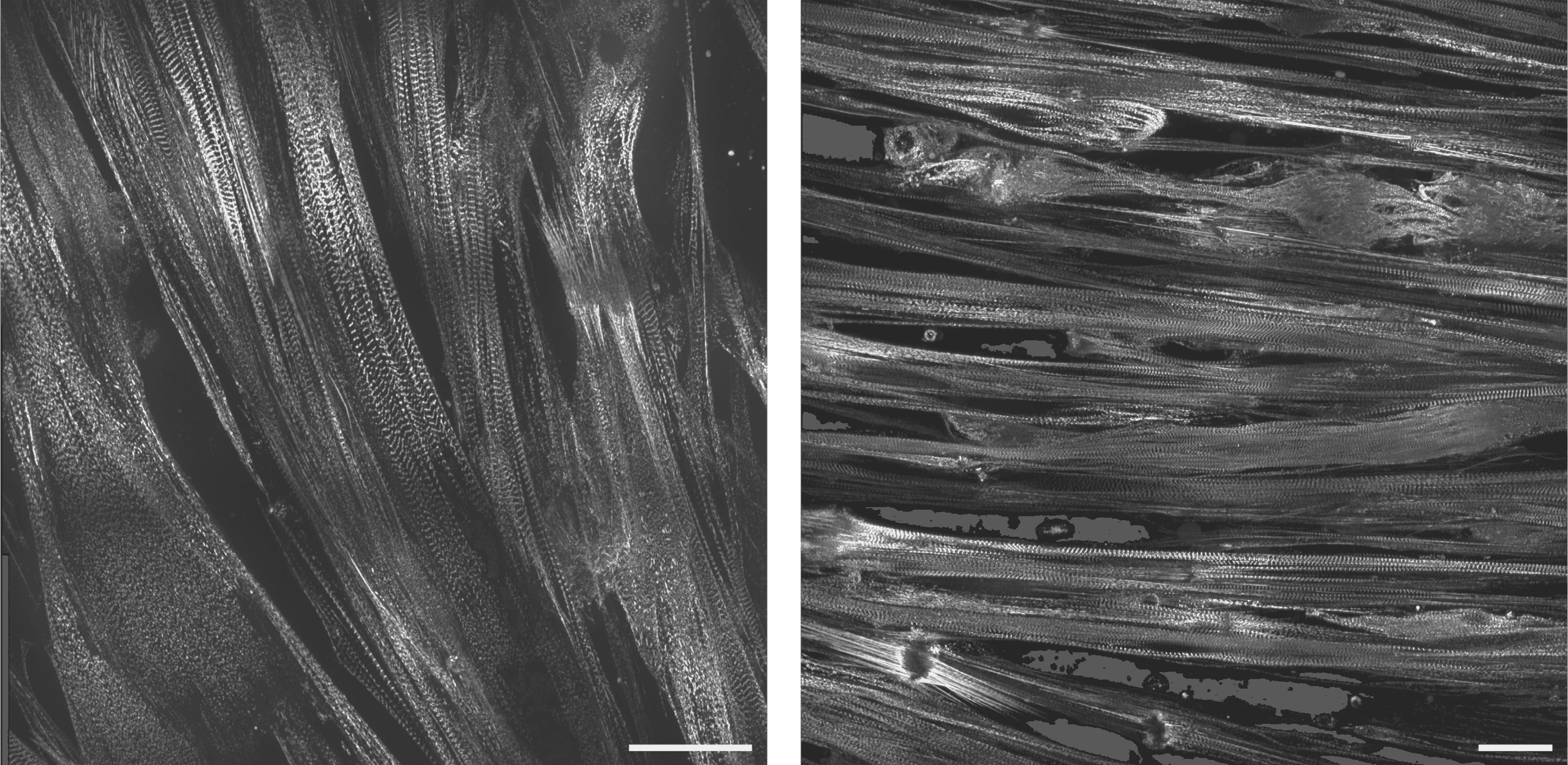 Cell line media