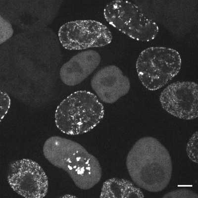Cell line media