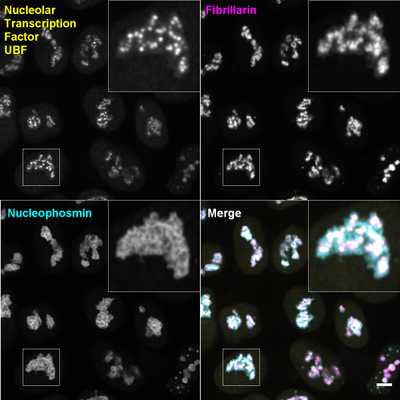 Cell line media